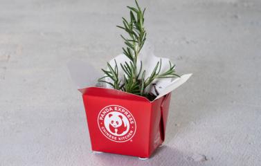 Plant a Garden in Takeout containers